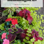 shade plants for hummingbirds